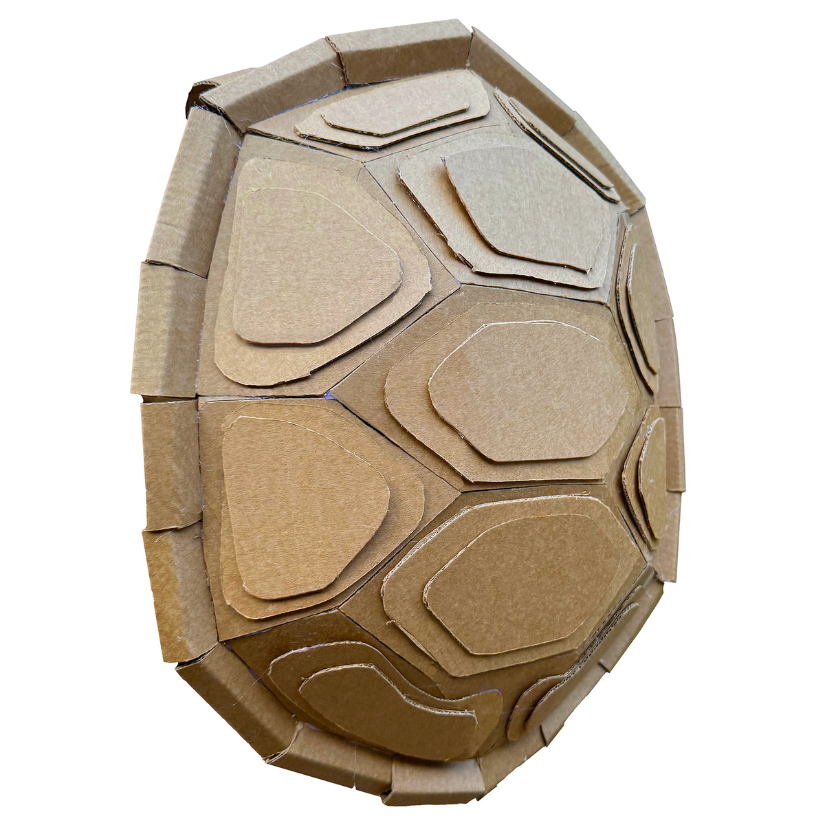 Box Turtle Shell Empty Turtle Shell Template – Zygote Brown Designs
